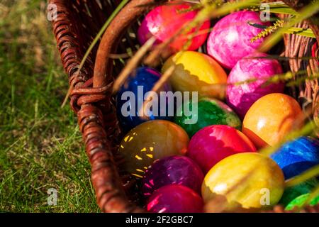 Close-up of Easter eggs in various colors in wicker basket on grass in the garden on sunny April morning (springtime). Egg hunt German Easter season. Stock Photo