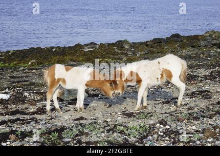 Shetland Pony - Foals Playing on BeachUnst, Shetland, UK MA001341 Stock Photo