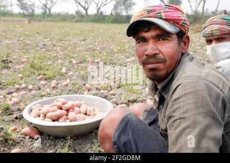 Munshiganj, Bangladesh - March 12, 2021: A group of farmer harvesting potatoes from the fields in Munshiganj. The highest potato production in Banglad Stock Photo