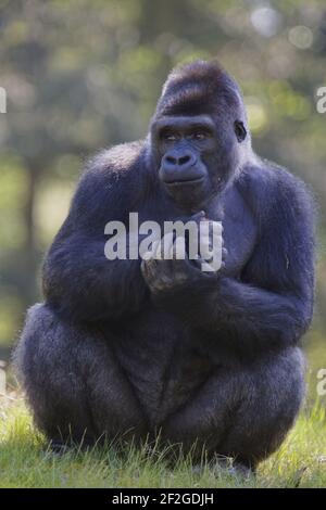 Western Lowland Gorilla - Silverback Male Gorilla gorilla gorilla Apenheul Netherlands MA001558 Stock Photo