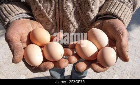 An old man is holding an egg and showing it. Natural product background. Stock Photo
