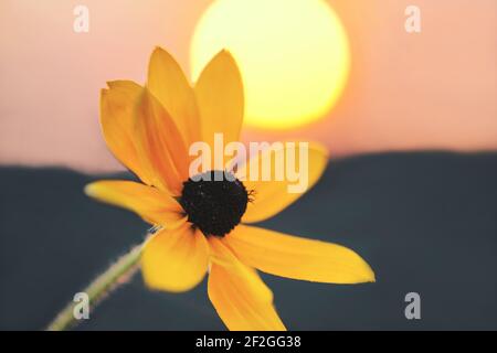 Beautiful flower rudbeckia in the rays of dawn. Stock Photo