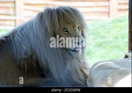White lion in the wild animals sanctuary- white lions are sacred animals, they born extremely rare Stock Photo