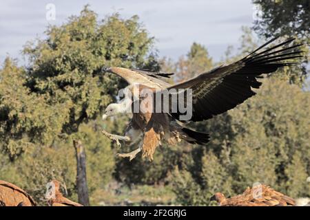 Griffon Vultures - Coming in to land at carcassGyps fulvus WWF Reserve - Refugio de Rapaces Segovia, Spain BI008950 Stock Photo