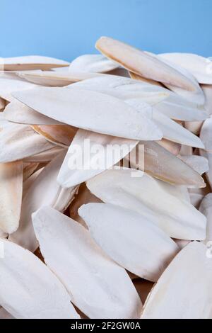 cuttlebone isolated on white background Stock Photo - Alamy