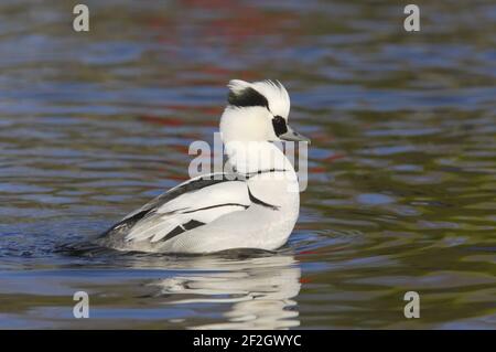 Smew Drake Mergellus albellus WWT Martin Mere Lanacashire, UK BI013204 Stock Photo