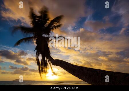 geography / travel, Seychelles, La Digue, Sunrise over a coconut palm on Anse Fourmis beach on the Sey, Additional-Rights-Clearance-Info-Not-Available Stock Photo