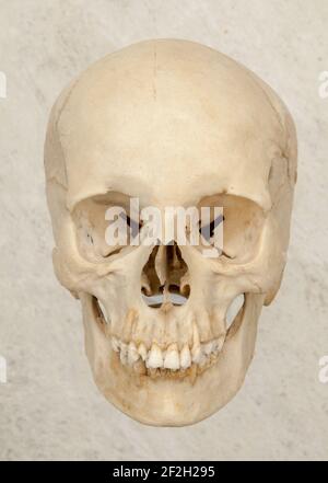 Anterior or front view of human skull on a neutral background. Stock Photo