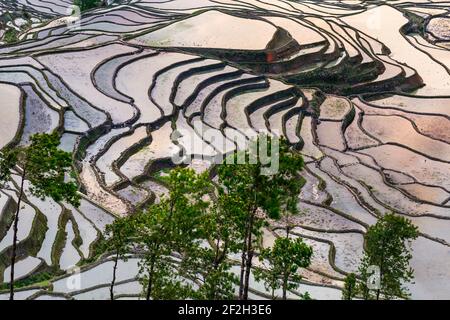 geography / travel, China, Yunnan, Impressive rice terraces cultures of the Yuanyang region in Duo Yi , Additional-Rights-Clearance-Info-Not-Available Stock Photo
