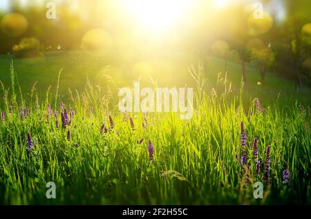 Abstract natural backgrounds with green grass and sunbeam Stock Photo
