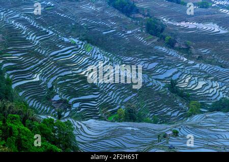 geography / travel, China, Yunnan, Impressive rice terraces cultures of the Yuanyang region in Bada va, Additional-Rights-Clearance-Info-Not-Available Stock Photo