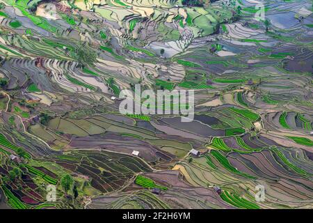 geography / travel, China, Yunnan, Impressive rice terraces cultures in the Yuanyang region, at the La, Additional-Rights-Clearance-Info-Not-Available Stock Photo