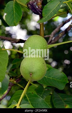 Pair of walnuts in green husk hanging on twig, closeup view Stock Photo