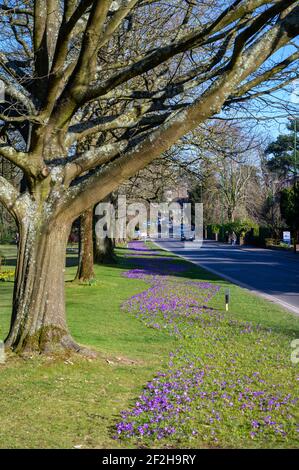 Looking towards Haywards Heath town centre along B2272 and Muster Green park in early spring sunshine and flowering crocuses. West Sussex county, UK. Stock Photo