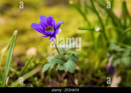 purple flowering anemone flower against green background in early spring Stock Photo