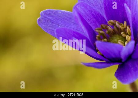 Purple flowering Anemone blossom against green background for copy space, extreme close up Stock Photo