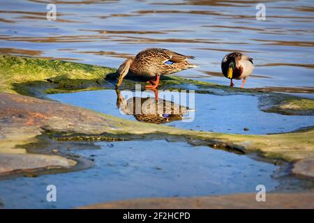 Male and female Mallard, Anas platyrhynchos feeding by seashore, the female bird reflected on the surface of the water. Stock Photo