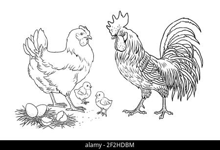 Family chicken, rooster and their chicks. Funny farm animals. Template for children to paint. Stock Photo