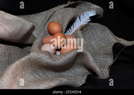 Fresh organic chicken eggs and a feather in a nest made of burlap fabric, in black background Stock Photo