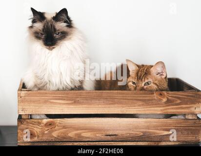 front view of two domestic cats relaxing in wooden box against white wall Stock Photo