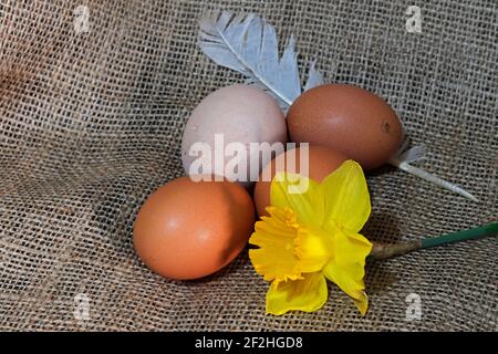 Fresh organic eggs, a yellow narcissus flower and a feather on burlap fabric Stock Photo