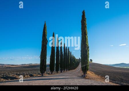 Cypress Tree Alley or Avenue at Poggio Covili Farmhouse in Tuscany, Italy  in the Early Morning in the Orcia Valley on a Hill Stock Photo