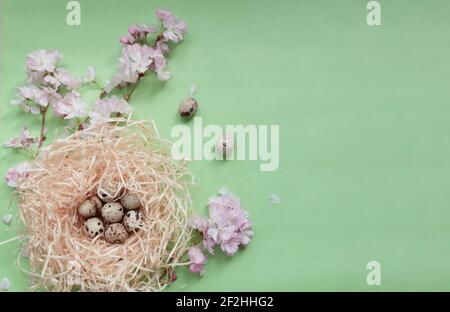 Cherry blossom branches, pink flowers, bird nest with dotted quail eggs on the light green textured background, spring holidays festive eco-friendly c Stock Photo