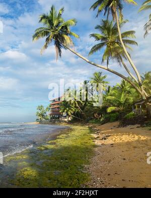 Shadows from the palm trees on the beach of Indian ocean, Sri Lanka Stock Photo
