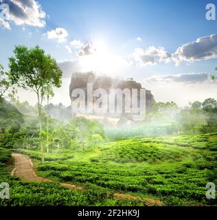 Fog over Sigiriya near green tea plantation, Sri Lanka Stock Photo