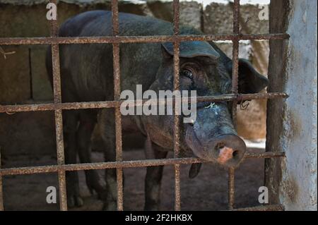 Pig Looking through iron gate Stock Photo