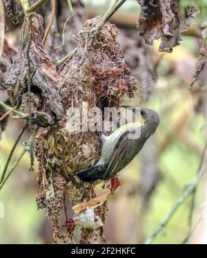 Female purple sunbird with her nest Stock Photo