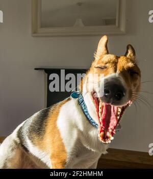 A small dog - a Jack Russell / Corgi cross (a Cojack), indoors, eyes shut, yawns. Stock Photo