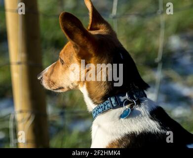 A small dog - a Jack Russell / Corgi cross (a Cojack) stares out beyond a fence in a snowy garden (UK) Stock Photo