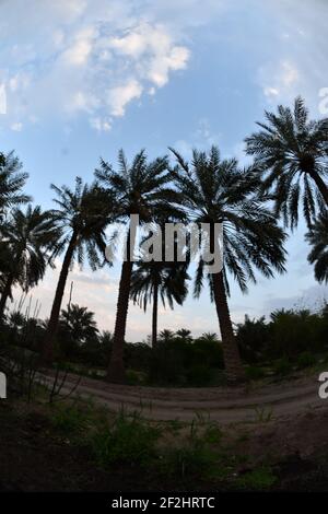 Date palm , tree of the palm family cultivated for its sweet edible fruits. The date palm has been prized from remotest antiquity. Stock Photo