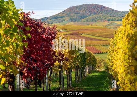 Autumnal discolored vineyards 2020 near Landau in der Pfalz, Südliche Weinstrasse, Palatinate Forest, Rhineland-Palatinate, Germany Stock Photo