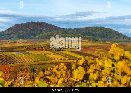 Autumnal discolored vineyards 2020 near Landau in der Pfalz, Südliche Weinstrasse, Palatinate Forest, Rhineland-Palatinate, Germany Stock Photo