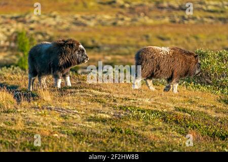 Musk ox (Ovibos moschatus), young animals standing on the tundra in Dovrefjell National Park, Norway Stock Photo