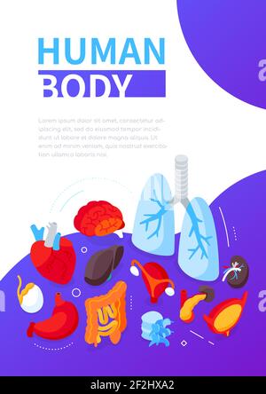 Human body - modern colorful isometric web banner with copy space for text. Healthcare and anatomy. Illustration with internal organs, a heart, lungs, Stock Vector