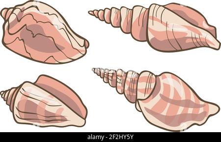 Vector collection with realistic seashells. Set of seashell illustrations. Stock Vector