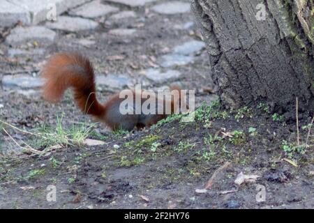 Red squirrel (Sciurus vulgaris) hiding in the park Stock Photo