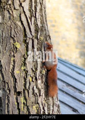 Red squirrel (Sciurus vulgaris) climbing on tree in Germany Stock Photo