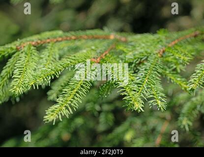 Spruce branches in a close-up Stock Photo