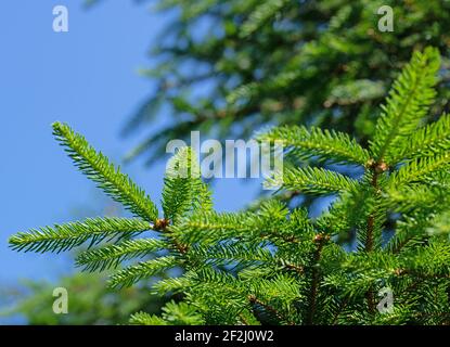 Spruce branches in a close-up Stock Photo