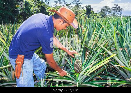 Farmer cuttting pineapple, Sarapiqui, Costa Rica, Central America Stock Photo
