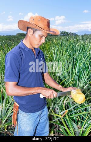 Farmer cuttting pineapple, Sarapiqui, Costa Rica, Central America Stock Photo