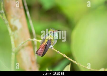 Rufous-tailed hummingbird (Amazilia tzacatl) on branch, Sarapiqui, Costa Rica, Central America Stock Photo