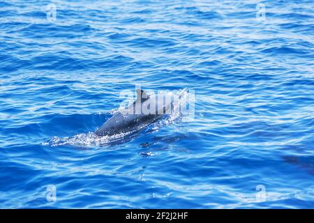 Pantropical spotted dolphin (Stenella attenuata) swimming, Drake Bay, Corcovado National Park, Osa Peninsula, Costa Rica Stock Photo