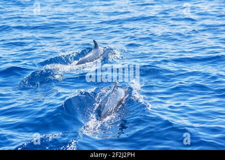 Pantropical spotted dolphins (Stenella attenuata) swimming, Drake Bay, Corcovado National Park, Osa Peninsula, Costa Rica Stock Photo