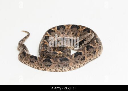 Malayan ground pit viper snake, Calloselasma rhodostoma isolated on white background Stock Photo