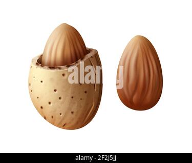 Vector realistic two almond nuts with shell close up side view isolated on white background Stock Vector